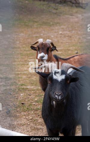 Ziegen in ihrem Korral an Wintertagen können Sie das Gras, das sie fressen, sowie die Berglandschaft, in der sie leben, bewundern Stockfoto