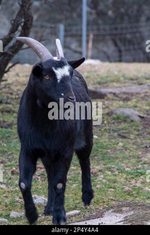 Ziegen in ihrem Korral an Wintertagen können Sie das Gras, das sie fressen, sowie die Berglandschaft, in der sie leben, bewundern Stockfoto