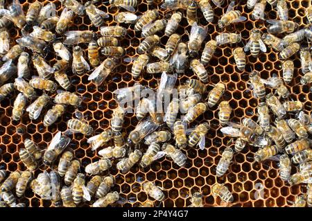 Drohnen und Arbeiterbienen auf einem Teil des Kammes Stockfoto