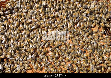 Drohnen und Arbeiterbienen auf einem Teil des Kammes Stockfoto