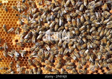 Drohnen und Arbeiterbienen auf einem Teil des Kammes Stockfoto