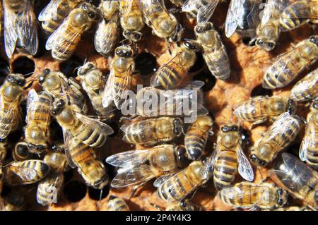 Drohnen und Arbeiterbienen auf einem Teil des Kammes Stockfoto