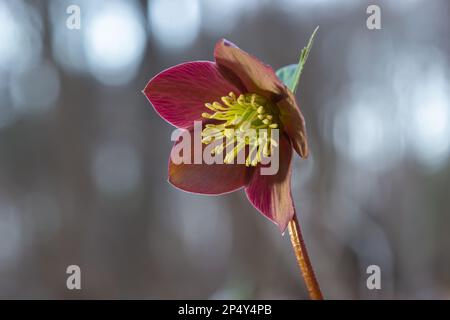 Eine Gruppe rosa weihnachtsrosen, Helleborus niger, Blumen in einem Buchenwald. Stockfoto