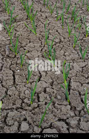 Das Leben im Dorf. Die Betten wachsen Knoblauch. Trockener Boden. Stockfoto