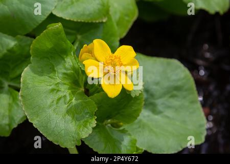Die gelben Blumen von Marsh Marigold Caltha palustris vor der Kulisse des Sumpfteichs. Marigold Caltha, die bei Homeopa benutzt wurde Stockfoto