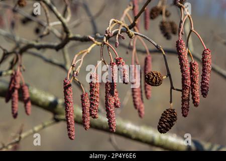 Europäischer Erle, Alnus glutinosa, Zweig mit reifen weiblichen Katzen, blühenden männlichen Katzen und Knospen auf weichem Hintergrund, selektiver Fokus. Stockfoto