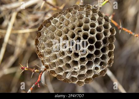 Verlassenes Wespennest auf trockenem Gras in Wiesen. Stockfoto