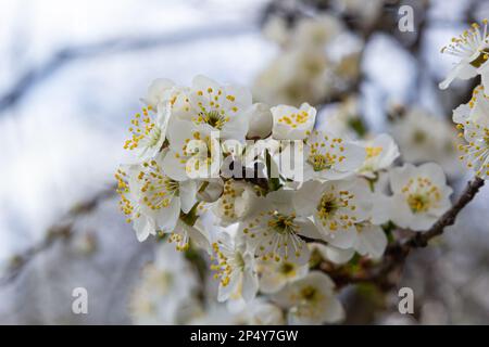 Prunus cerasifera Blütenweißer Pflaumenbaum. Weiße Blüten von Prunus cerasifera. Stockfoto