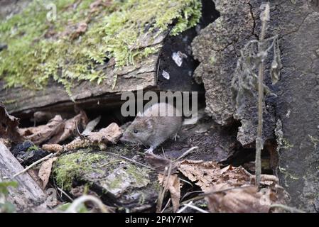 Bank Vole (Clethrionomys glareolus) aus einem verfallenen Baumstamm, unter Leaf Müll und verfallendem Moss Covered Log im Hintergrund, in Großbritannien Stockfoto