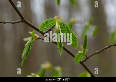 Blühender Hornbalken, Carpinus betulus. Blüten und junge Hornbalkenblätter auf dem Hintergrund von Stämmen und Zweigen. Stockfoto