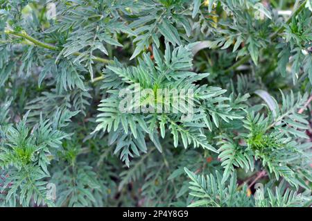 Im Sommer wächst Ragweed (Ambrosia artemisiifolia) in freier Wildbahn Stockfoto