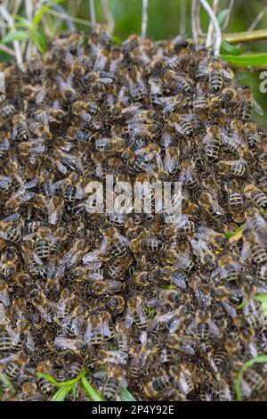 Honigbiene, Bienenschwarm, Schwarm, Volk schwärmt aus, Bienenvolk, Honig-Biene, Europäische Honigbiene, Westliche Honigbiene, Biene, Bienen, APIs-Mell Stockfoto