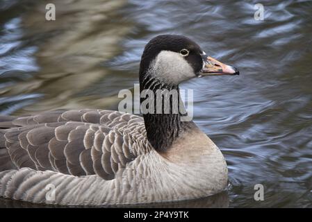 Frame Filling Image of a Canada Goose x Greylag Goose (Branta canadensis x Anser anser) in Right-Profile against Blue Rippled Water Background in UK Stockfoto