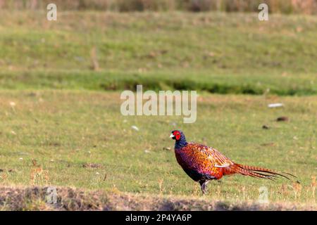 Gemeiner Fasan (Phasianus colchicus) in den Salzmarschen auf Juist, Ostfriesische Inseln, Deutschland. Stockfoto