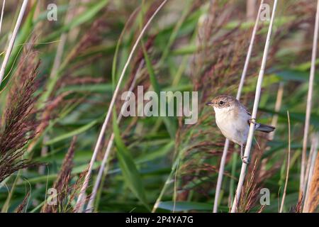 Seezunge (Sylvia communis) in Schilf auf Juist, Ostfriesische Inseln, Deutschland. Stockfoto