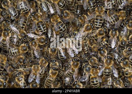 Honigbiene, Bienenschwarm, Schwarm, Volk schwärmt aus, Bienenvolk, Honig-Biene, Europäische Honigbiene, Westliche Honigbiene, Biene, Bienen, APIs-Mell Stockfoto