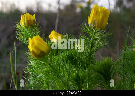 Adonis vernalis, Spring Adonis, Ranunculaceae. Wilde Pflanze im Frühling erschossen. Stockfoto