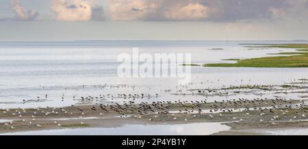 Gruppen von Austernmäulern und Schwarzkopfmöwen, die bei Flut auf Juist, Ostfriesische Inseln, Deutschland, im wattenmeer ruhen. Stockfoto