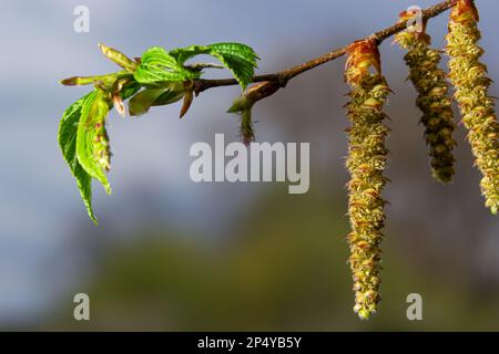 Blühender Hornbalken, Carpinus betulus. Blüten und junge Hornbalkenblätter auf dem Hintergrund von Stämmen und Zweigen. Stockfoto