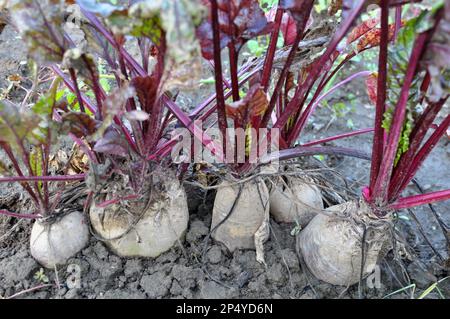 Rote Tafelrüben wachsen in offenem organischen Boden Stockfoto