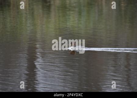 Weibliche Gänserin (Mergus Merganser) schwimmt von rechts nach links über einen See und verlässt einen Water Trail, der im Februar in Großbritannien aufgenommen wurde Stockfoto