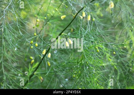 Spargel wächst im Garten, einer essbaren, medizinischen und dekorativen Pflanze Stockfoto