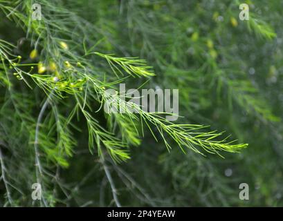 Spargel wächst im Garten, einer essbaren, medizinischen und dekorativen Pflanze Stockfoto