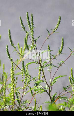 Im Sommer wächst Ragweed (Ambrosia artemisiifolia) in freier Wildbahn Stockfoto