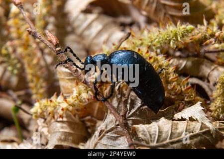 Der violette Ölkäfer Meloe violaceus ist eine Art Ölkäfer, die zur Familie Meloidae gehört. Diese Käfer sind in den meisten Teilen Europas, in EA, zu finden Stockfoto