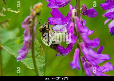 Makroaufnahme einer blühenden Krabbenspinne Misumena vatia, die ihre Farbe je nach Hintergrund der Blume ändern kann, die die Wildbiene gefangen hat. Stockfoto