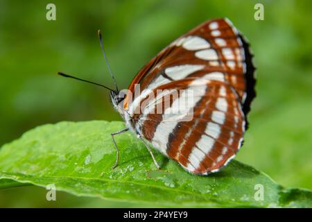 Pallas Sailer oder Gleiter-Schmetterling, Neptis sappho, bewacht sein Gebiet. Stockfoto