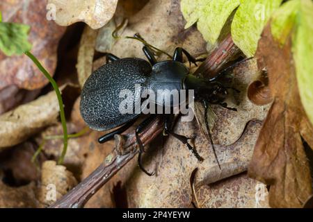 CaraBus coriaceus ist eine in Europa weit verbreitete Käferart, die vor allem in Laubwäldern und Mischwäldern zu finden ist. Nahaufnahme. Stockfoto