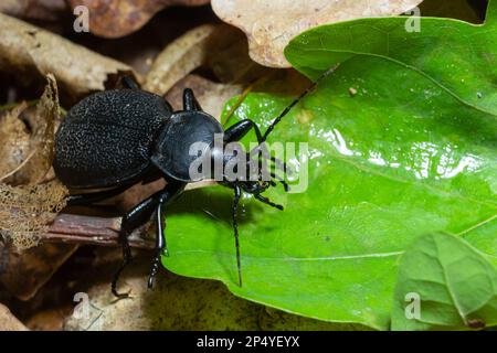 CaraBus coriaceus ist eine in Europa weit verbreitete Käferart, die vor allem in Laubwäldern und Mischwäldern zu finden ist. Nahaufnahme. Stockfoto