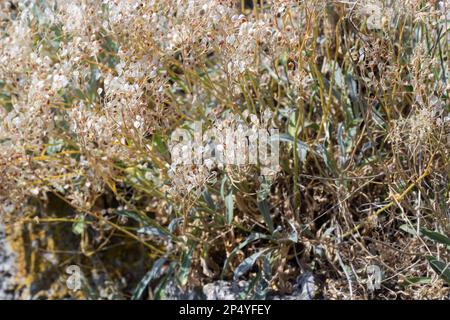 Nahaufnahme der trocknenden Körner auf dem Feld, warmes Licht, Stiele und Blätter sowie Saatköpfe mischen sich zu einem rauen goldenen Hintergrund von Agrocu Stockfoto