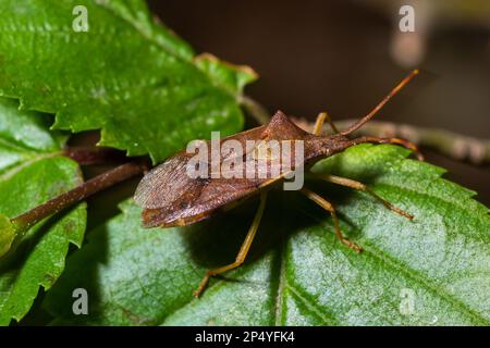 Kürbiskäfer Coreus marginatus. Dock Bug Coreus marginatus auf einem grünen Grasblatt. Stockfoto