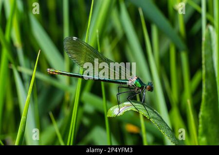 Banded demoiselle, Calopteryx splendens, sitzt auf einem Grashalm. Wunderschöne blaue demoiselle in ihrem Lebensraum. Insektenporträt mit hellgrünem Backgr Stockfoto