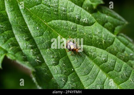 Eine Makroaufnahme eines Pflanzenseuchens, Deraeocoris ruber, gesehen im Juni. Stockfoto