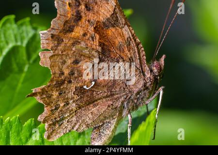 Polygonia c-Album, das Komma, ist eine Lebensmittelgeneralistin, polyphagöse Schmetterlingsart, die zur Familie der Nymphalidae gehört. Stockfoto