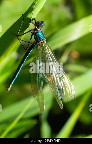 Banded demoiselle, Calopteryx splendens, sitzt auf einem Grashalm. Wunderschöne blaue demoiselle in ihrem Lebensraum. Insektenporträt mit hellgrünem Backgr Stockfoto