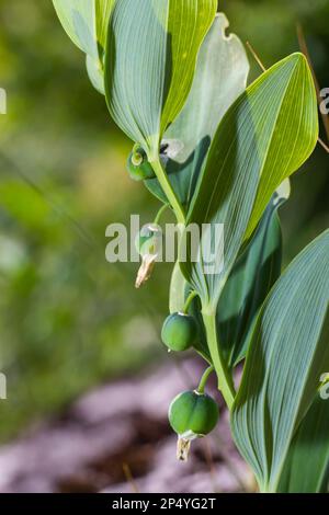 Unreife Beeren des Robbens von Angular Salomon, auch bekannt als Duftsaube von Salomon, Polygonatum odoratum. Stockfoto