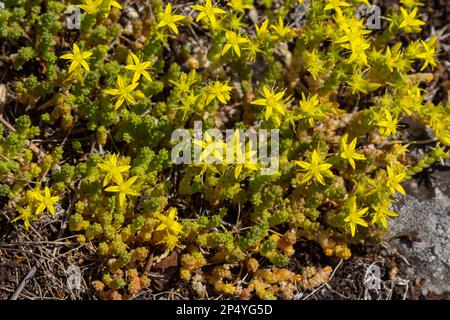 Sedum Acre, gemeinhin bekannt als Goldmoosstonekrop, mossiger Stonekrop, Goldmoossedum, beißender Stonekrop und Tapete, ist eine ganzjährige Blütenpflanze Stockfoto