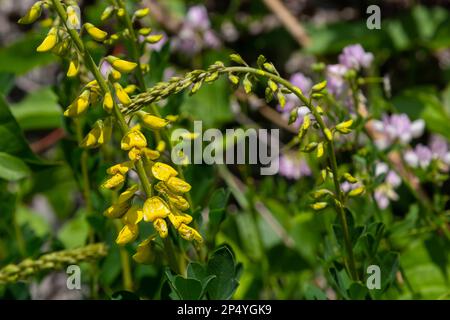 Lembotropis nigricans subsp. australis, Fabaceae. Wilde Pflanze im Sommer. Stockfoto