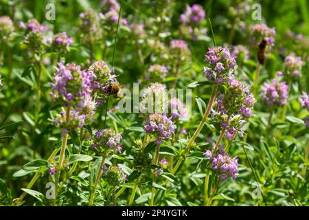 Frischer, blühender rosa Thymian in grünem Gras. Wilde Thymus-Serpyllum-Pflanzen auf dem Feld. Breckland wilde Thymian-Purpurblüten auf der Sommerwiese. Stockfoto