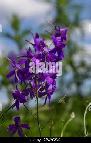 Consolidata regalis, forking larkspur, Rakete-larkspur, und Feld larkspur lila kleinen Blüten auf dem Feld. Stockfoto