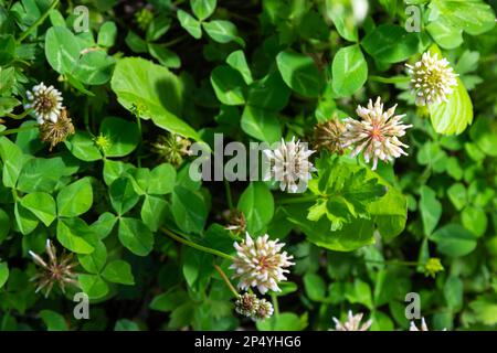 Weißklee, auch bekannt als Trifolium repens, im Gras auf der Sommerwiese. Nahaufnahme der Shamrock-Blume auf grünem, verschwommenem Hintergrund. Nektar-Quelle Blütenpflanze. Stockfoto