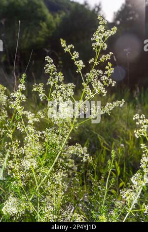 Galium mollugo ist eine krautige Jahrespflanze der Familie Rubiaceae. Er trägt den Namen Hedge Bedstroh mit der verwandten europäischen Art Galium. Stockfoto