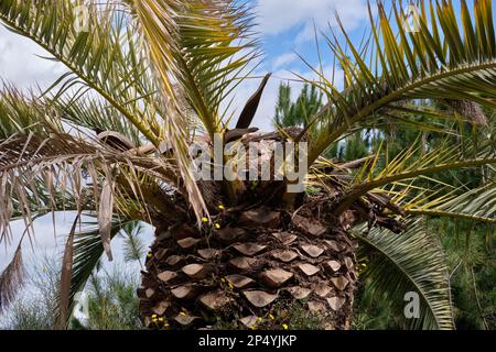 Phönix canariensis-Palmenbaum mit Rotpalmenwuchsbefall (Rhynchophorus ferrugineus). Provinz Málaga, Spanien. Stockfoto