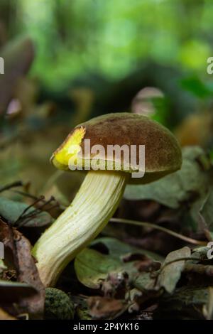 Pilz Xerocomus subtomentosus, gemeinhin als Wildlederbolet, brauner und gelber bolet, langweiliger brauner Bolet oder gelber-rissiger Bolet im Wald Stockfoto