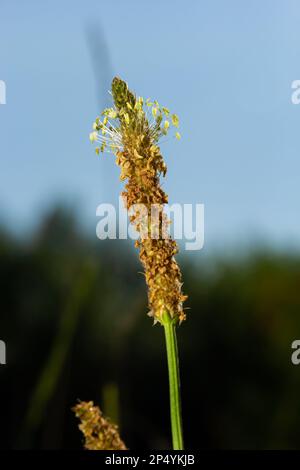 Plantago lanceolata ist eine blühende Pflanzenart der Plantagenfamilie Plantaginaceae. Es ist bekannt unter den gebräuchlichen Bezeichnungen Bleichwurz-Plantain und eng Stockfoto