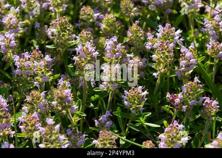 Frischer, blühender rosa Thymian in grünem Gras. Wilde Thymus-Serpyllum-Pflanzen auf dem Feld. Breckland wilde Thymian-Purpurblüten auf der Sommerwiese. Stockfoto